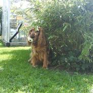 Cocker spaniel Nikki