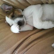 Parson russell terrier Almighty