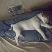 Parson russell terrier Almighty