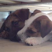 Parson russell terrier Almighty