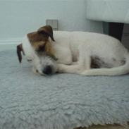 Parson russell terrier Almighty