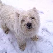 West highland white terrier Futte
