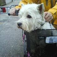 West highland white terrier Futte