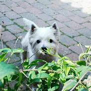 West highland white terrier Futte