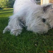 West highland white terrier Futte