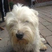 West highland white terrier Futte