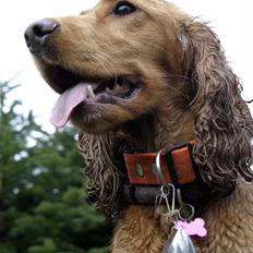 Cocker spaniel fie
