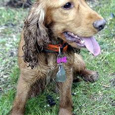 Cocker spaniel fie