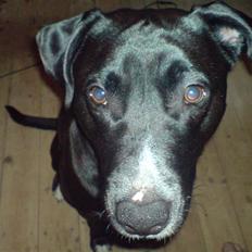 Blanding af racer *Gismo*