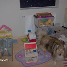 Shetland sheepdog Elvis