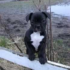 Fransk bulldog Frk Lotte - Noller. <3