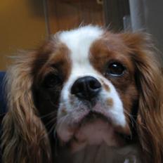 Cavalier king charles spaniel Chester
