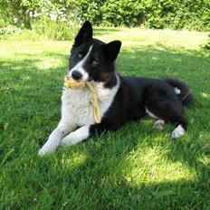 Karelsk bjørnehund CATTO