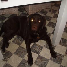 Labrador retriever - Tayson.  