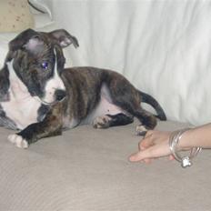 Amerikansk staffordshire terrier limon 