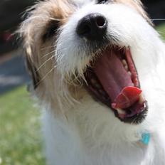 Parson russell terrier                »' Tine <3