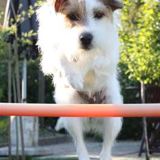 Parson russell terrier                »' Tine <3