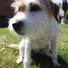 Parson russell terrier                »' Tine <3