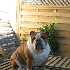 Engelsk bulldog Jula - "Jules"