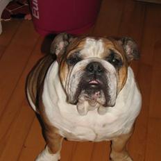 Engelsk bulldog Jula - "Jules"