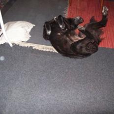 Blanding af racer Buffy