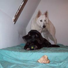 Blanding af racer Buffy