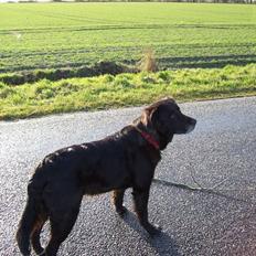 Blanding af racer Buffy