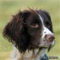 Field Trial spaniel Sille