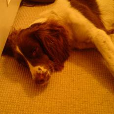 Field Trial spaniel Sille