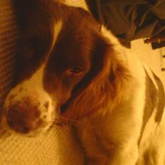 Field Trial spaniel Sille