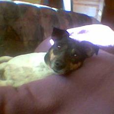 Dansk svensk gaardhund R.I.P. Zita