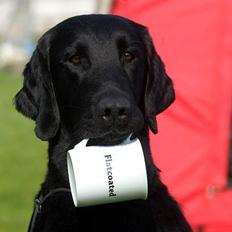 Flat coated retriever Picazzo