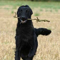 Flat coated retriever Picazzo