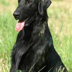 Flat coated retriever Picazzo
