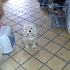 Amerikansk cocker spaniel alba