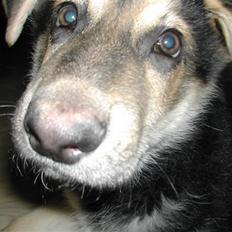 Schæferhund rollo rip 2012