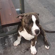 Amerikansk staffordshire terrier Gangster