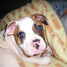 Amerikansk bulldog Pink