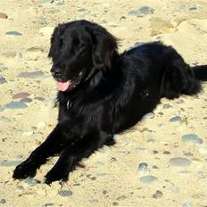 Flat coated retriever Troels