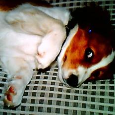 Kooikerhondje Soya Taka Otello -solgt- 