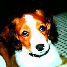 Kooikerhondje Soya Taka Otello -solgt- 