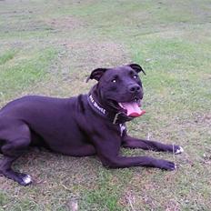 Amerikansk staffordshire terrier Chico