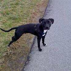 Amerikansk staffordshire terrier Chico