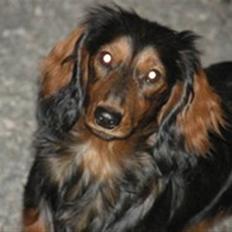 Dværggravhund Moggie