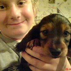 Dværggravhund Moggie