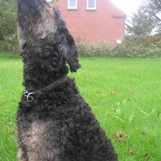 Blanding af racer Barney(død d 8/2-08)