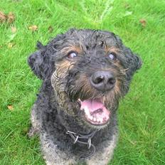 Blanding af racer Barney(død d 8/2-08)
