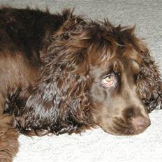 Cocker spaniel Joe