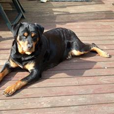 Rottweiler Nellie (død)