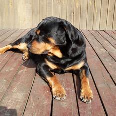Rottweiler Nellie (død)